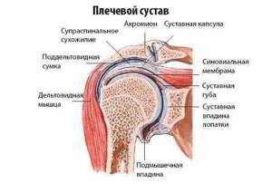 Жидкость в плечевом суставе - подробности о болезнях суставов на Diet4Health.ru