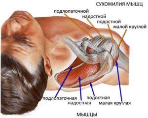 Деформирующий артроз плечевого сустава 1,2 и 3 степени — традиционное лечение и народные средства - подробности о болезнях суставов на Diet4Health.ru