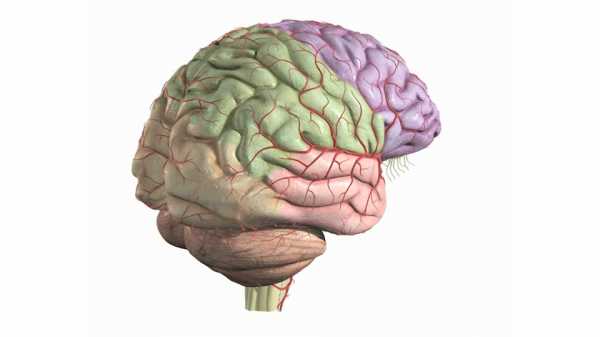 Извилины головного мозга и борозды: строение и функции - Diet4Health.ru />
		</div>
	
<h2><span id=