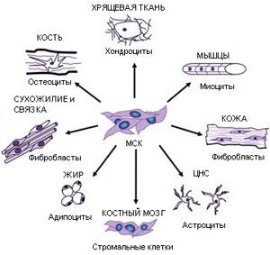 Лечение артроза стволовыми клетками – доступно о методе - подробности о болезнях суставов на Diet4Health.ru