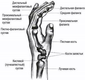 Лечение артроза лучезапястного сустава - подробности о болезнях суставов на Diet4Health.ru
