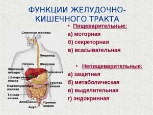 НПВС и желудочно-кишечный тракт: осложнения и их профилактика - подробности о болезнях суставов на Diet4Health.ru