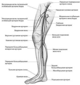 Тендинит: лечение и профилактика - подробности о болезнях суставов на Diet4Health.ru