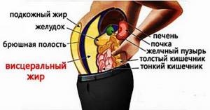 Почему растет живот - всё о правильном питании для здоровья на Diet4Health.ru