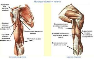 Принципы лечения растяжений плечевого сустава и плеча - подробности о болезнях суставов на Diet4Health.ru