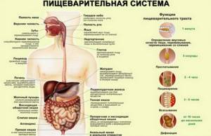 Пищеварение - всё о правильном питании для здоровья на Diet4Health.ru