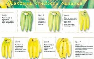 Сколько калорий в банане - всё о правильном питании для здоровья на Diet4Health.ru