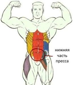 Упражнения на нижний пресс - всё о правильном питании для здоровья на Diet4Health.ru