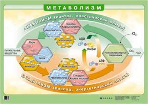 Катаболизм - всё о правильном питании для здоровья на Diet4Health.ru