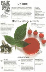 Калорийность малины - всё о правильном питании для здоровья на Diet4Health.ru