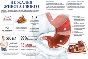Как уменьшить желудок - всё о правильном питании для здоровья на Diet4Health.ru